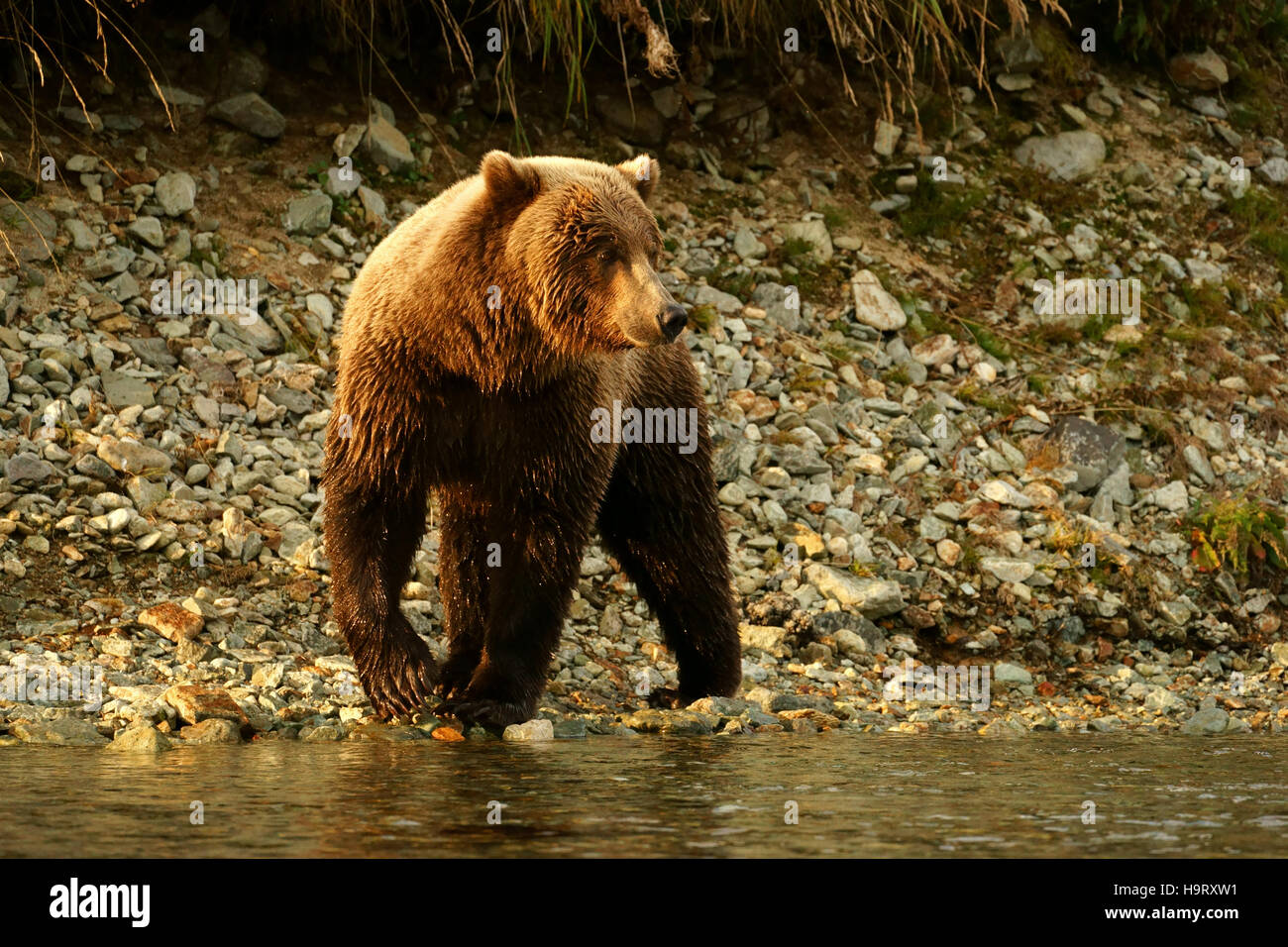 Ours brun (Ursus arctos) à la salmon river, Katmai national park, Alaska Banque D'Images