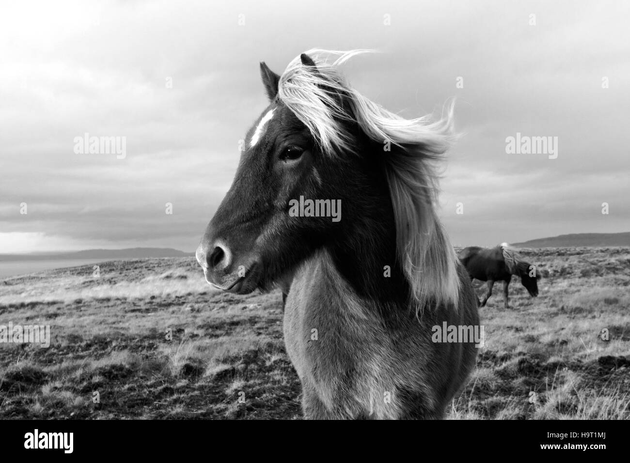 Beau cheval islandais Banque D'Images