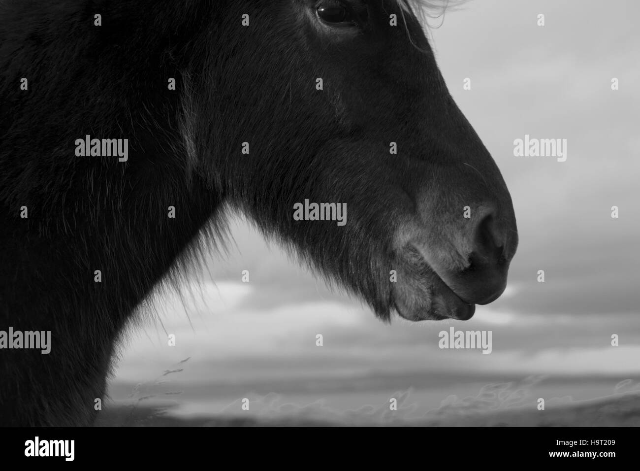 Beau cheval islandais Banque D'Images