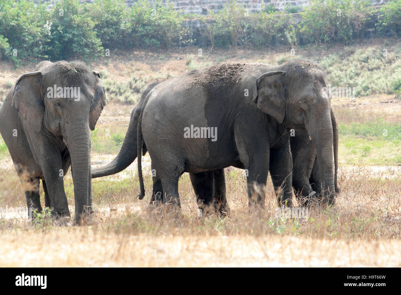 Affaires indiennes, éléphants, Elephas maximus,, Hyderabad, Zoo, Telangana, Inde Banque D'Images