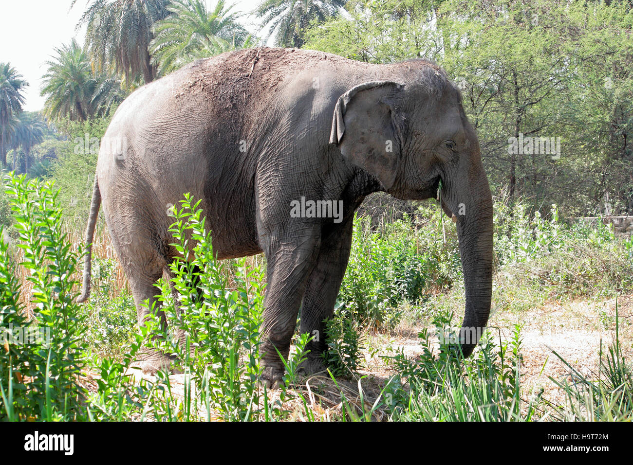 Affaires indiennes, éléphants, Elephas maximus,, Hyderabad, Zoo, Telangana, Inde Banque D'Images