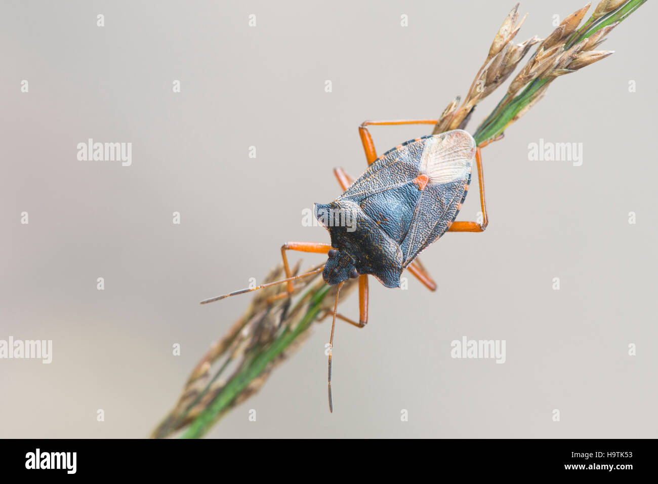 Pentatoma rufipes (bug des forêts) sur l'herbe, de l'Ems, Basse-Saxe, Allemagne Banque D'Images