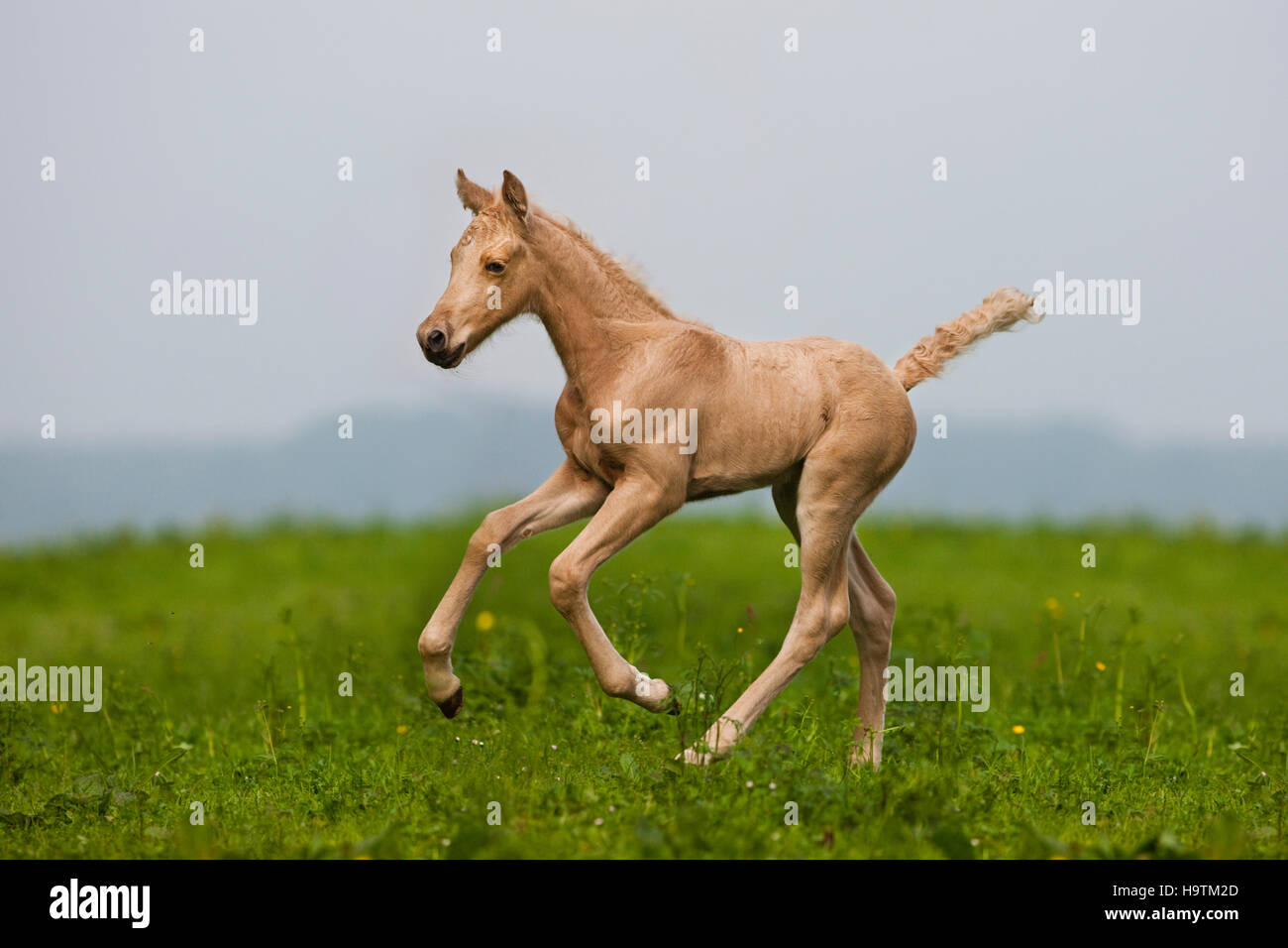 Morgan Palomino poulain Cheval au galop, pré vert, Tyrol, Autriche Banque D'Images