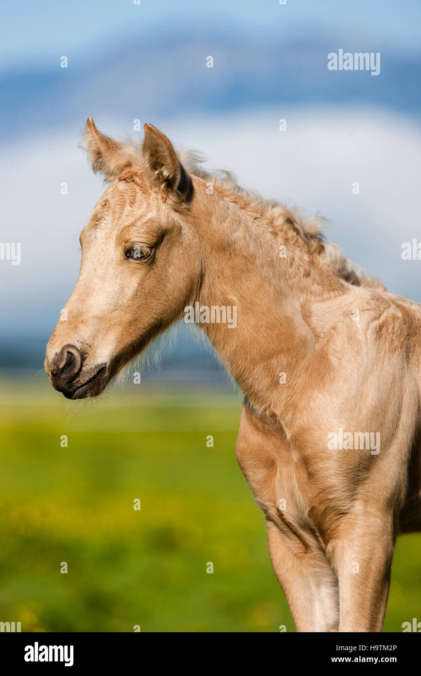Morgan Horse Palomino poulain, Tyrol, Autriche Banque D'Images