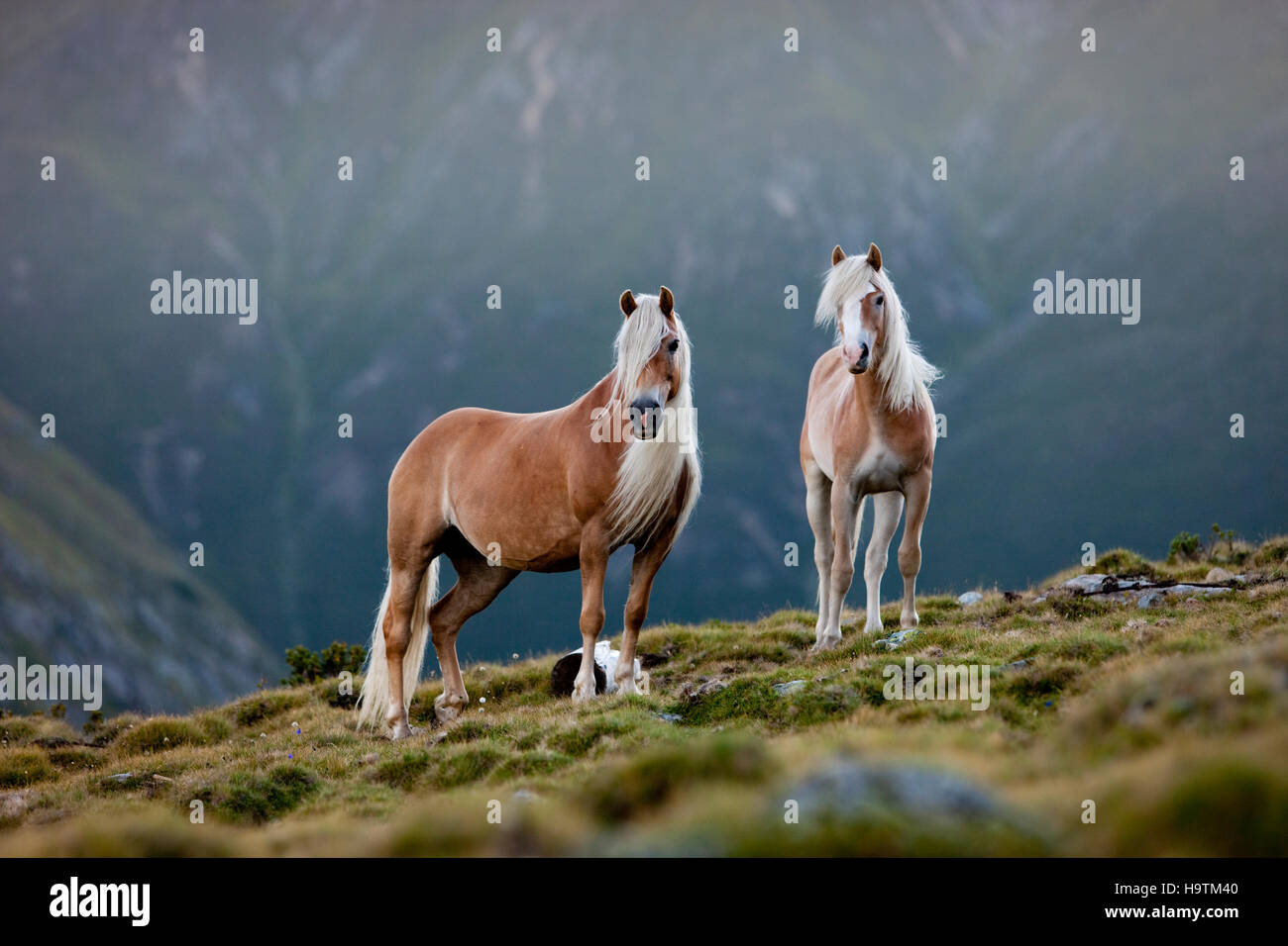 Deux dun Haflingers, vallée de montagne pâturage, Kühtai, Tyrol, Autriche Banque D'Images