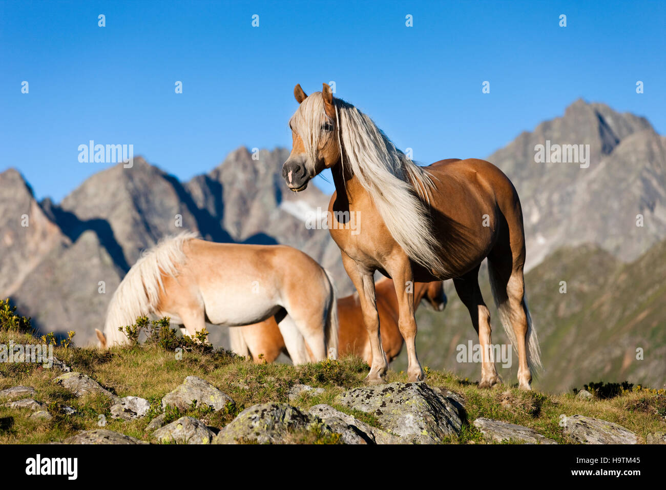 Haflingers, alpage, Kühtai, Tyrol, Autriche Banque D'Images