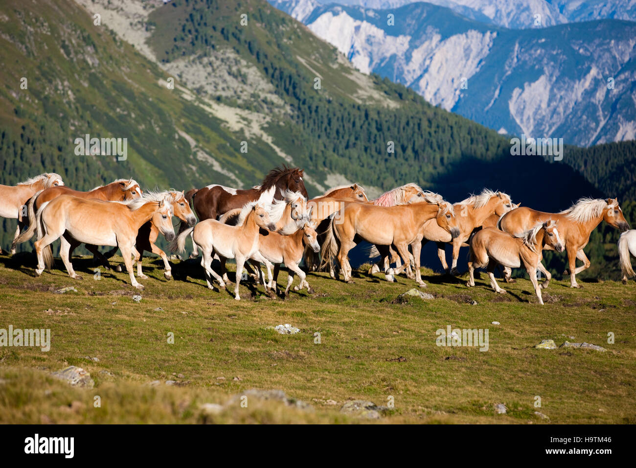 Dun troupeau trottant Haflinger, pâturage, Kühtai, Tyrol, Autriche Banque D'Images