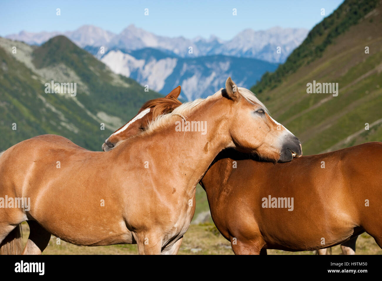 Le toilettage des chevaux Haflinger Kühtai, Tyrol, Autriche Banque D'Images