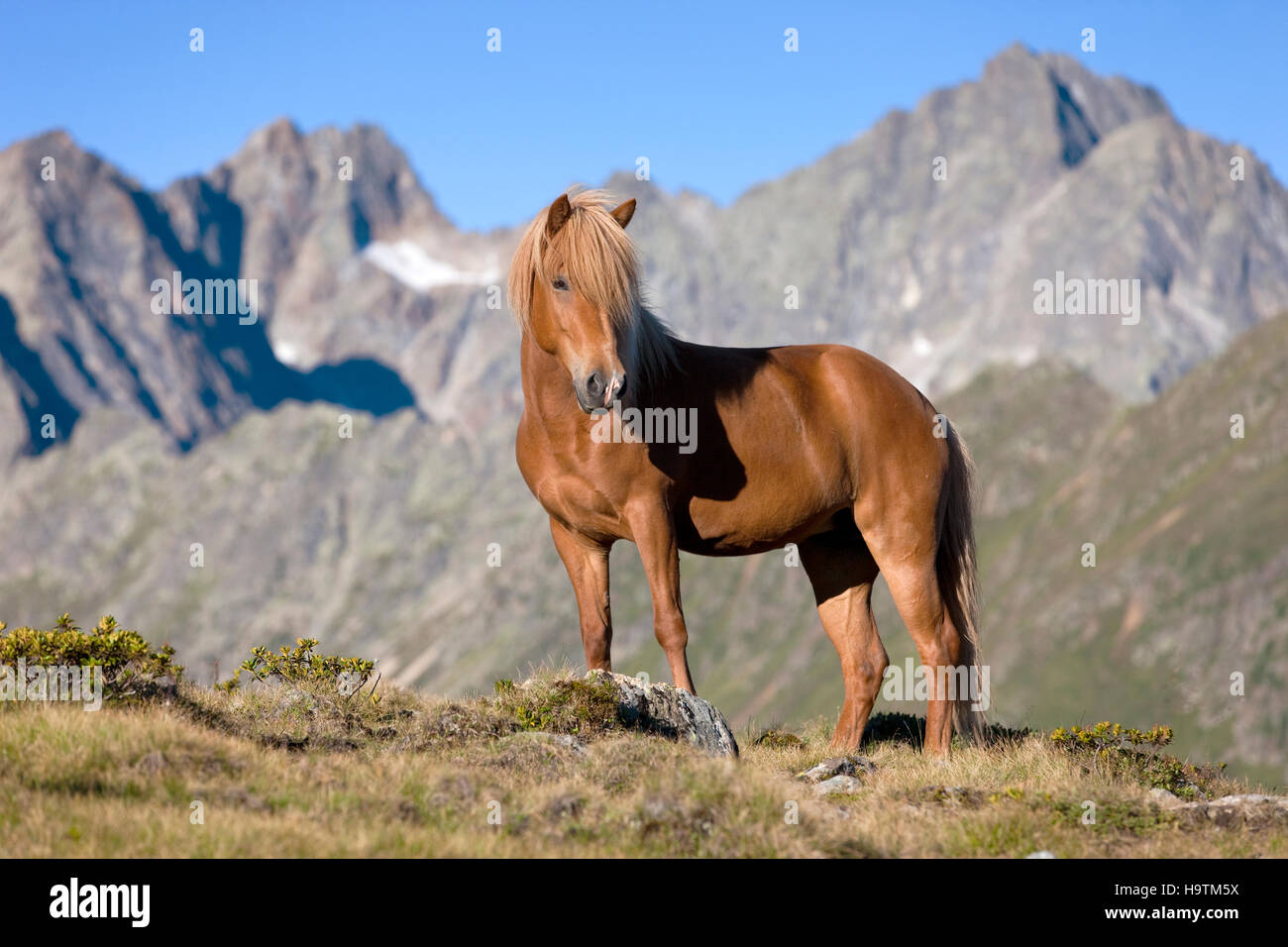 Sur les pâturages de chevaux Islandais en face de montagnes, Fuchs, Kühtai, Tyrol, Autriche Banque D'Images