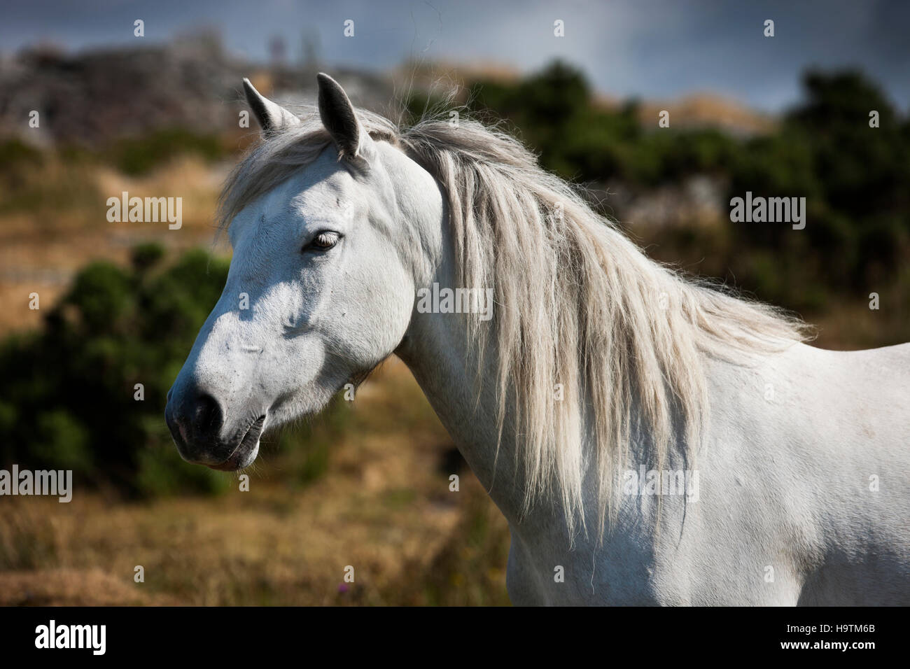 Connemara Pony stallion, Connemara, Galway, Irlande Banque D'Images