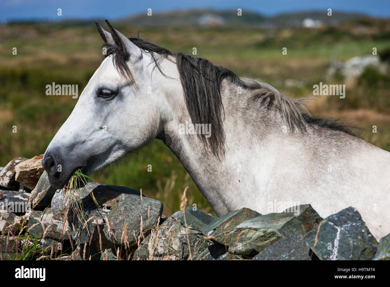 Connemara Pony à plus de mur de pierre, le Connemara, Galway, Irlande Banque D'Images