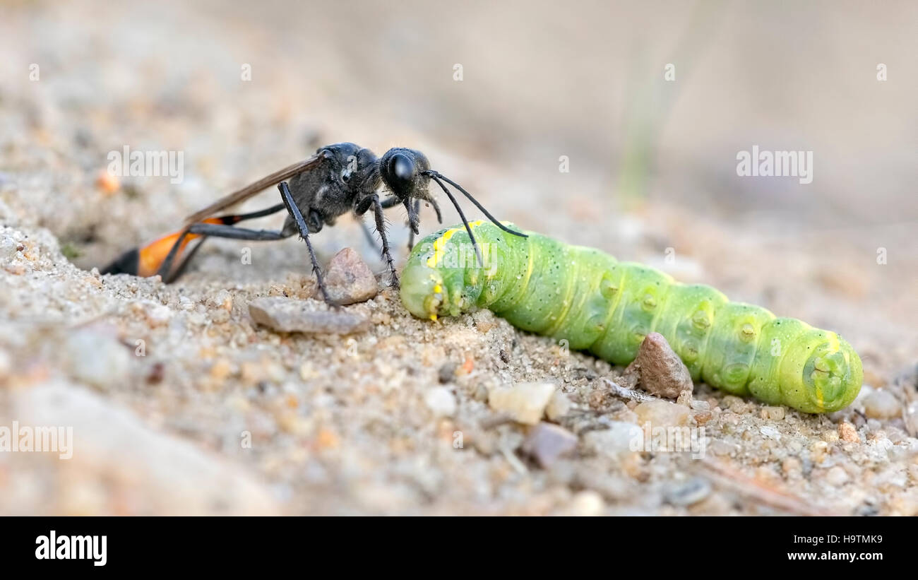 Sable commun Wasp (Ammophila sabulosa) avec les proies au tube de nidification, Caterpillar de la phalène d'amphibien (Noctuidae) Banque D'Images