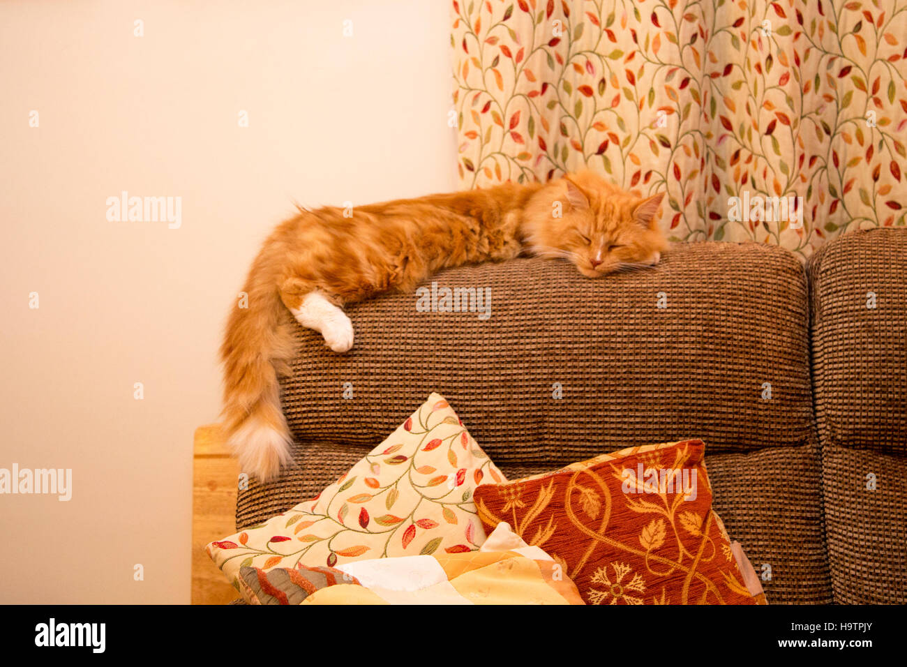 Un Mignon Petit Chat Chaton Gingembre Dort Sur Le Dossier D Un Canape Fauteuil Canape Photo Stock Alamy