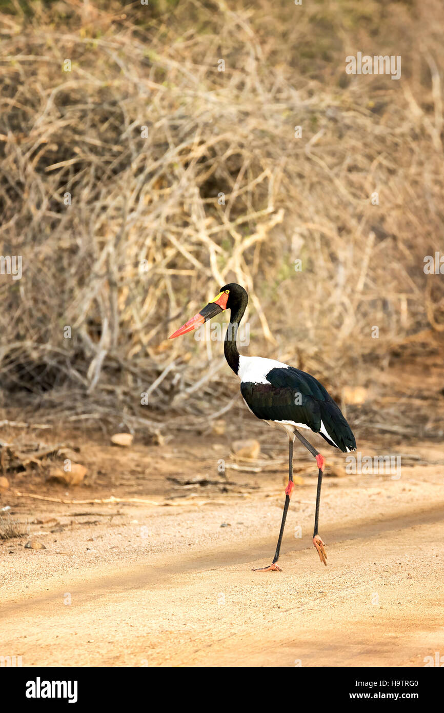 Saddle-billed stork, Ephippiorhynchus senegalensis, Kruger National Park, Afrique du Sud. Banque D'Images