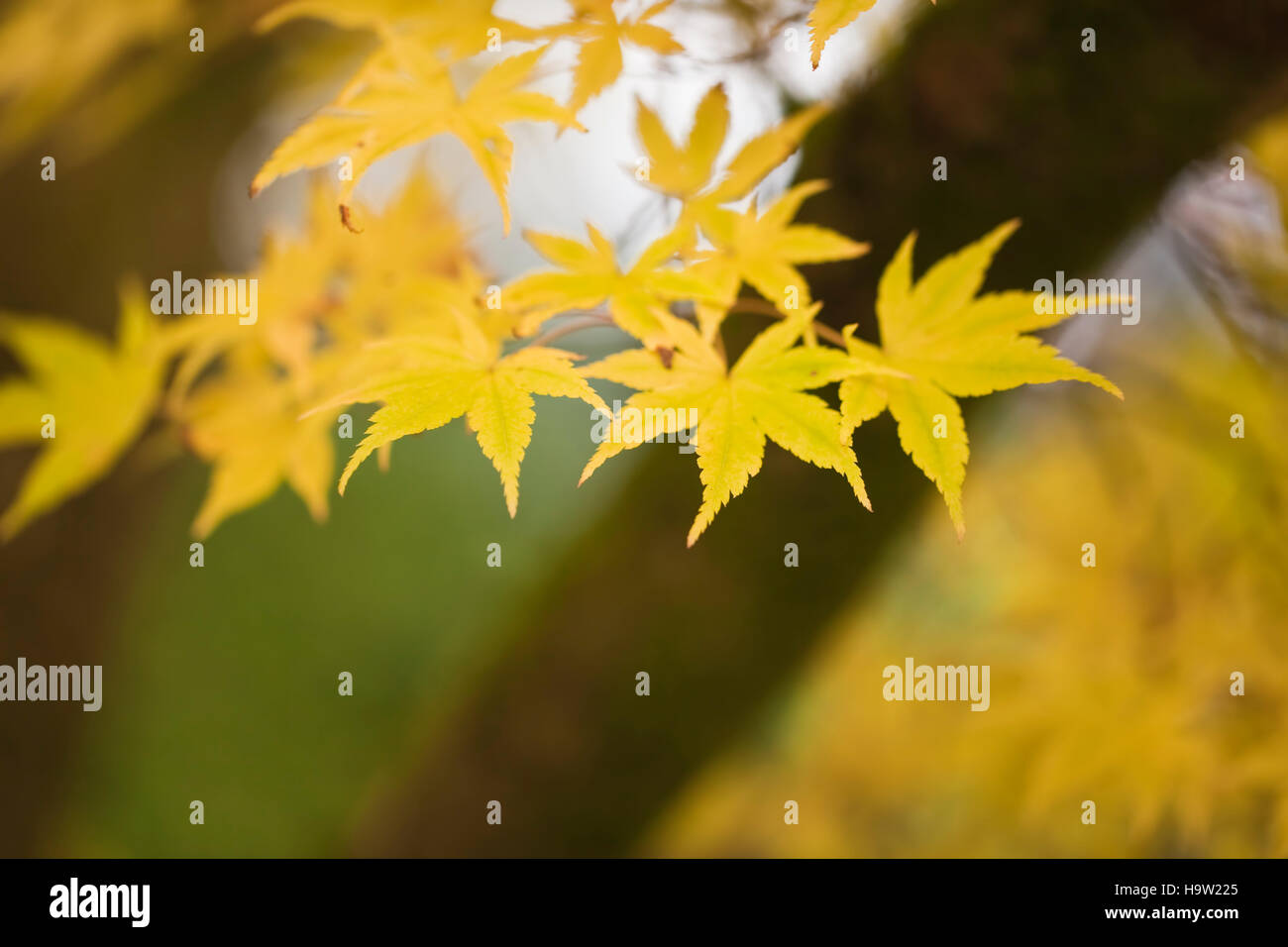 Japonais acer, couleur feuille d'automne, Devon, Royaume-Uni. Octobre. Banque D'Images