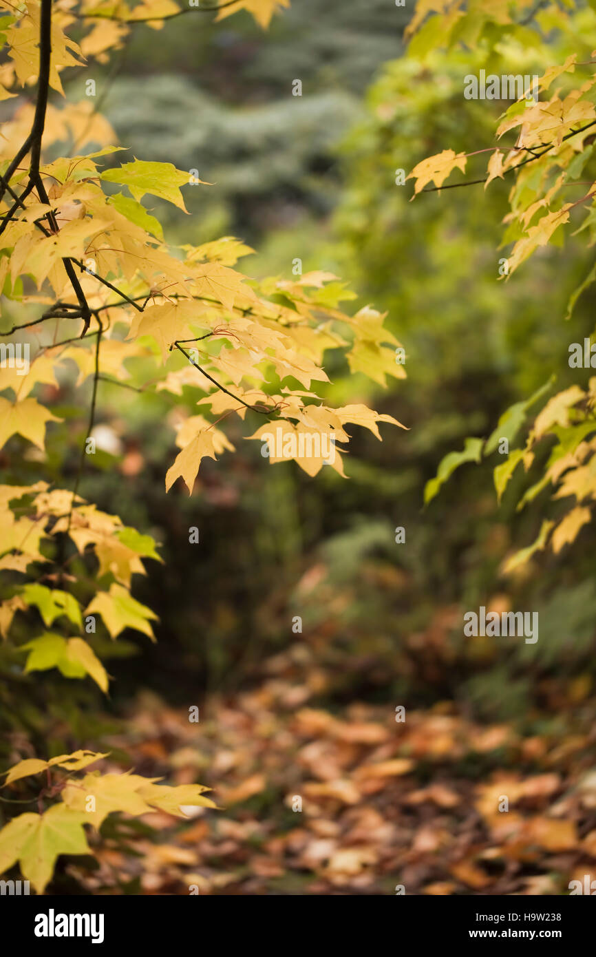 Japonais acer, couleur feuille d'automne, Devon, Royaume-Uni. Octobre Banque D'Images