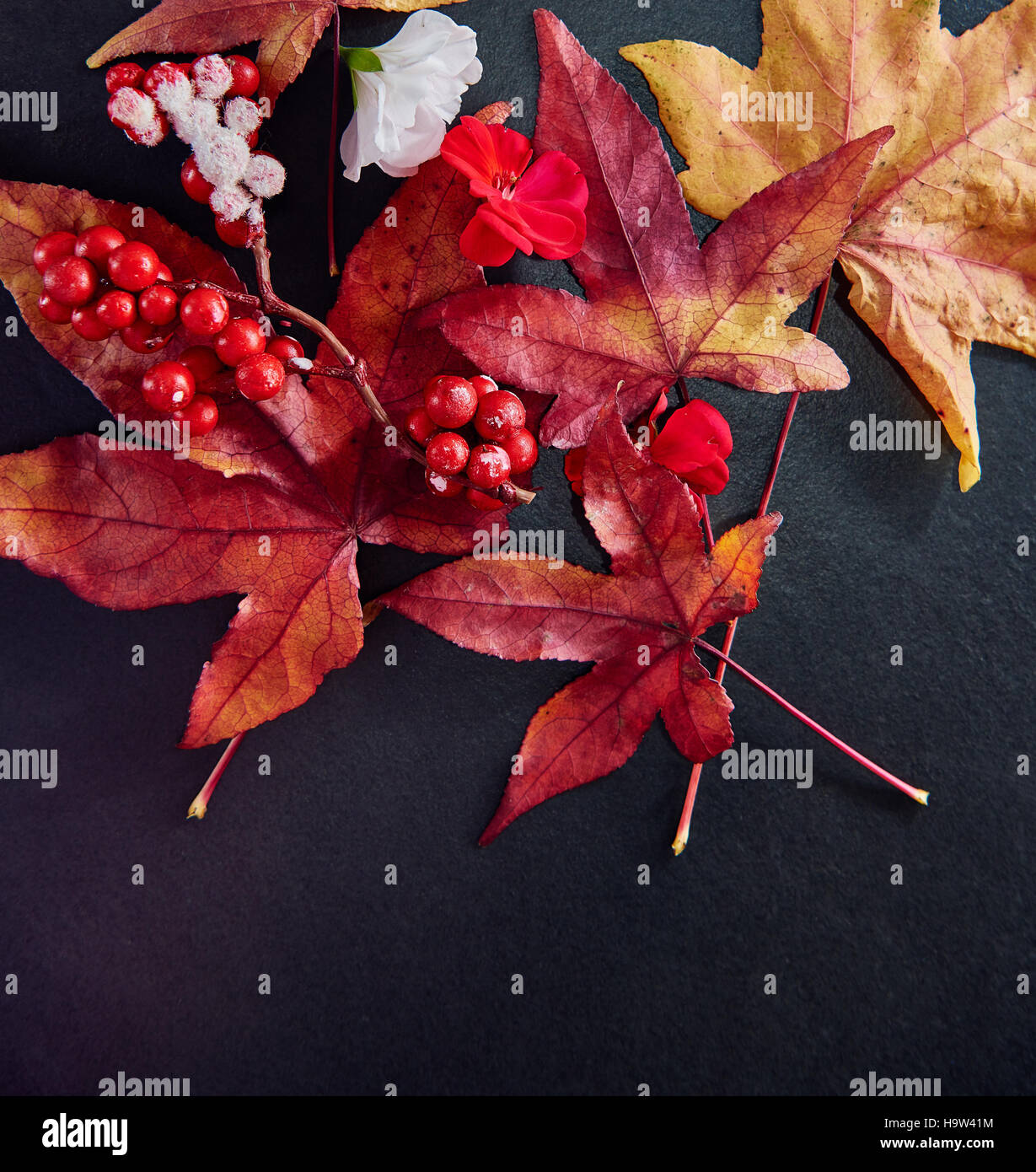 Fruits rouges avec des feuilles d'érable et de fleurs disposées sur une plaque en ardoise foncé Banque D'Images