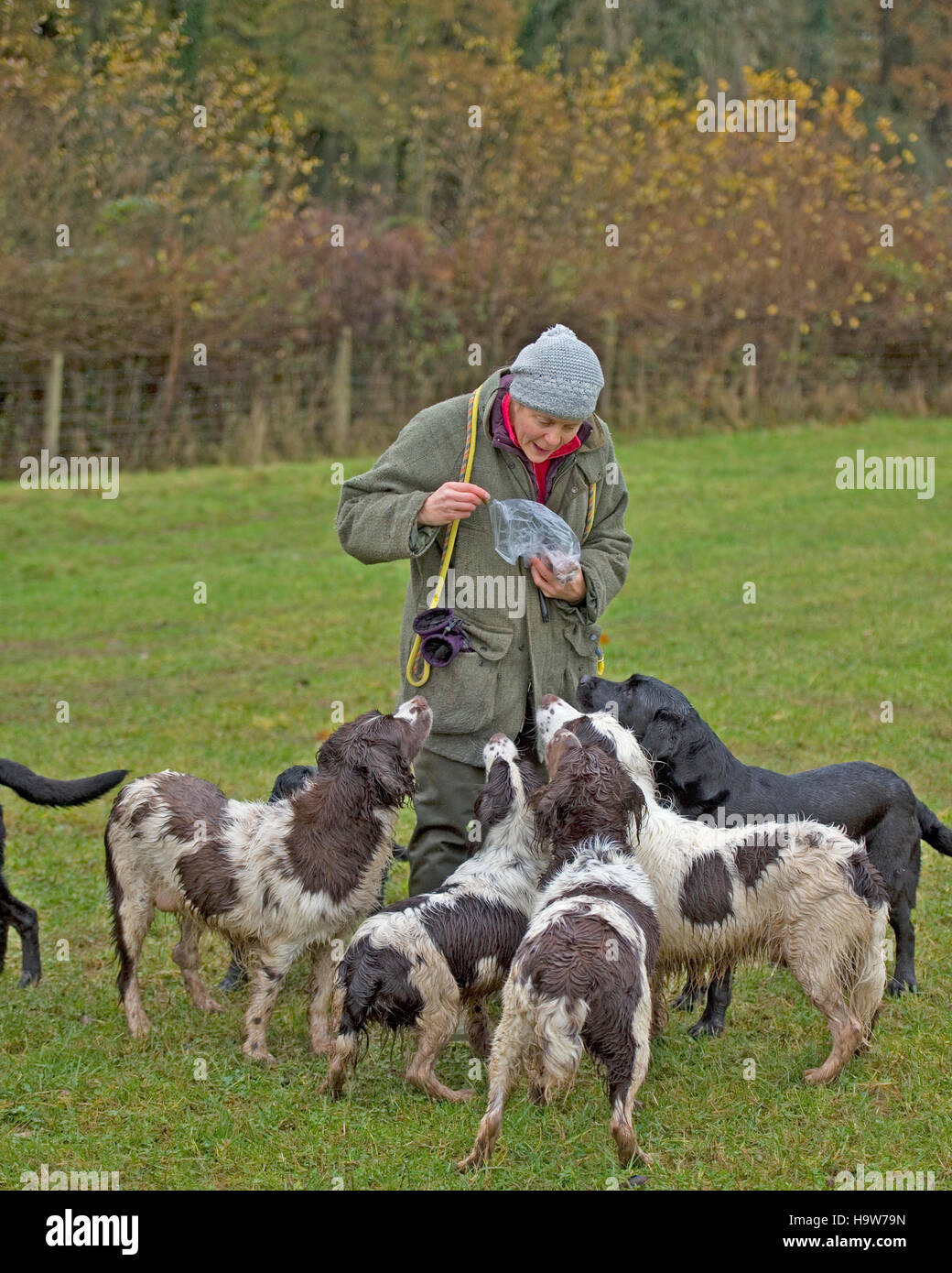 Dame avec beaucoup de chiens Banque D'Images