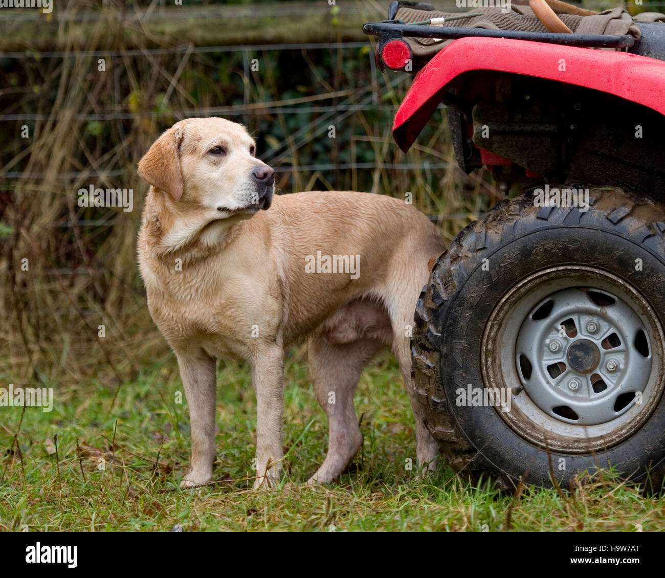 Labrador retriever dog avec quadbike Banque D'Images