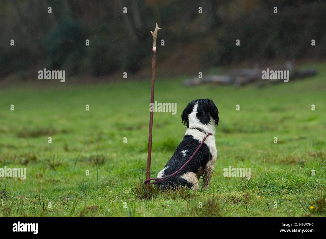 springer spaniel chien en attente de propriétaire Banque D'Images