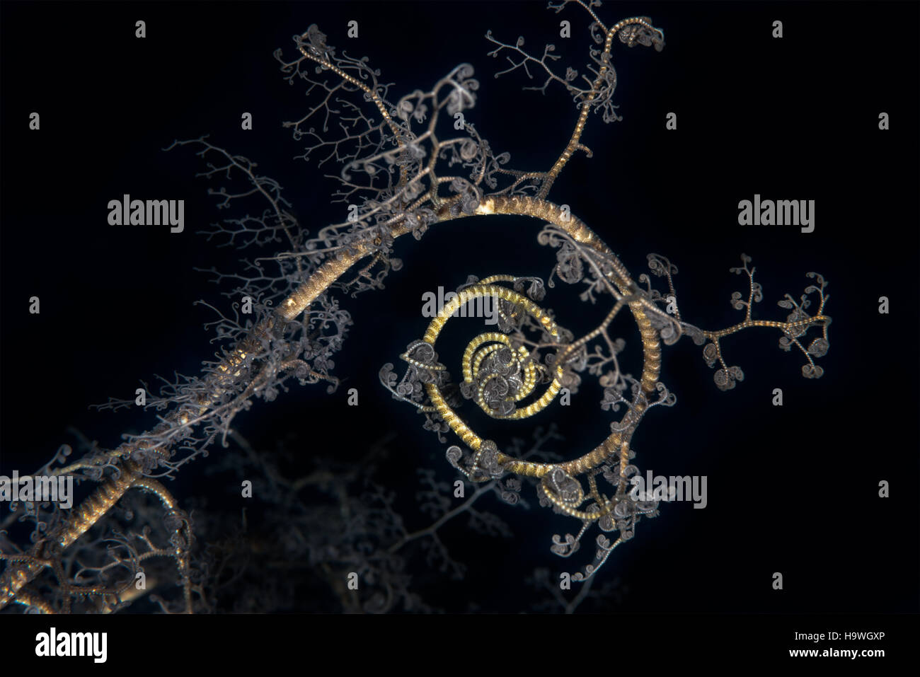 Tête de gorgone géante (ou panier) (astroboa nuda) étoiles dans la nuit. des spirales comme un ensemble mandlebrot forment une tendance frappante à cet échinoderme marin. re Banque D'Images