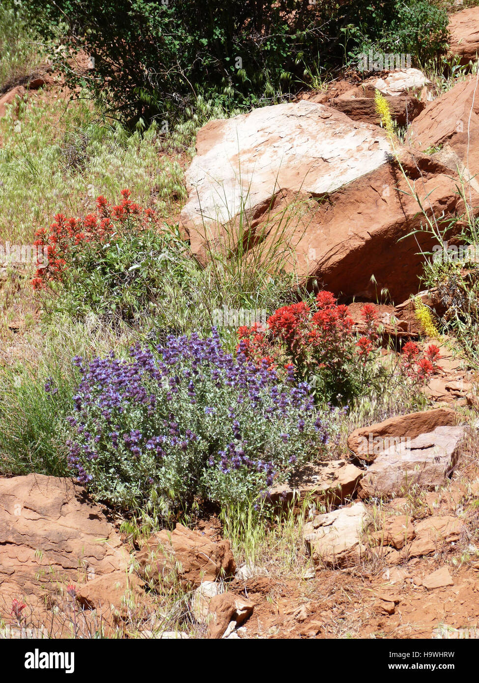Des fleurs sauvages printanières fleurissent dans le parc national de Zion, mettant en valeur la riche diversité végétale du parc et les changements de couleurs saisonniers vibrants. Banque D'Images