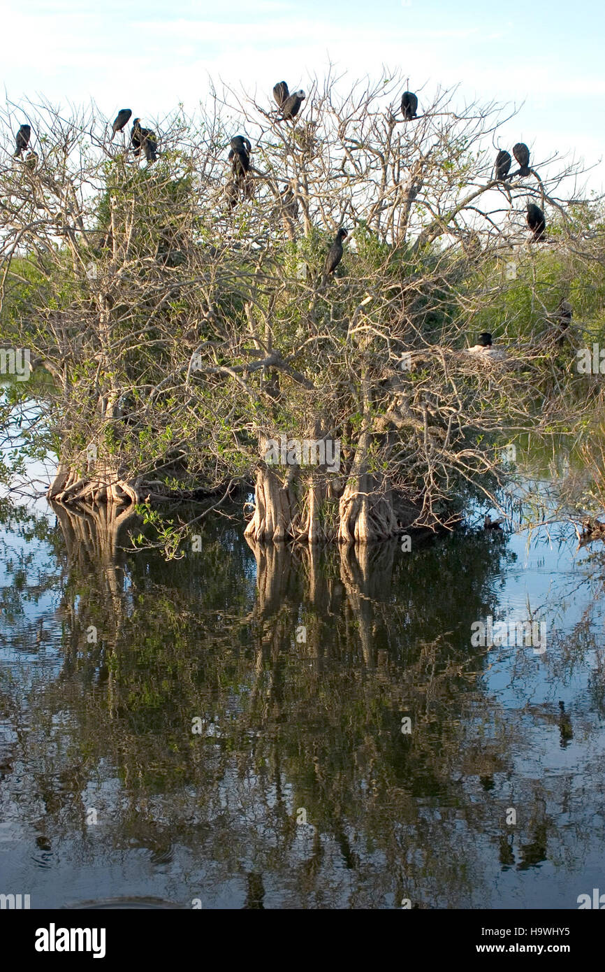 Le sentier Anhinga, dans le parc national des Everglades, offre aux visiteurs la chance de voir une variété d'espèces de terres humides, y compris des oiseaux, des reptiles et des espèces aquatiques, mettant en valeur la riche biodiversité du parc. Banque D'Images