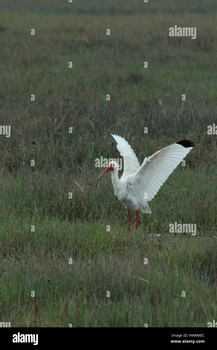 Un Ibis blanc est capturé dans son habitat naturel, avec ses plumes blanches caractéristiques et son long bec courbé. Cet oiseau est couramment trouvé dans les milieux humides, jouant un rôle important dans l'équilibre de l'écosystème en contrôlant les populations d'insectes. Banque D'Images