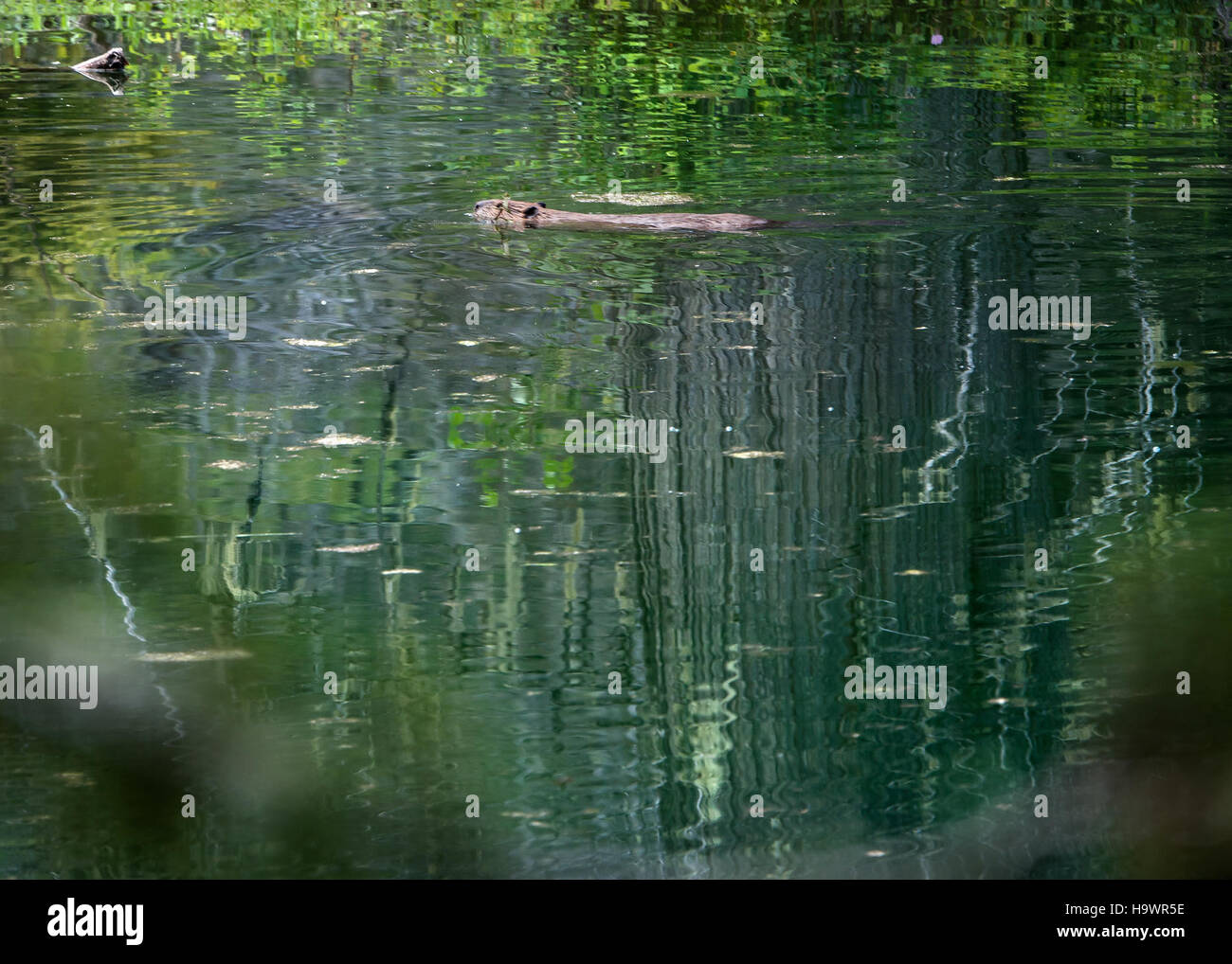 Une promenade photo à travers le parc national des glaciers, avec un castor près d'un cèdre, capturant la faune et la beauté naturelle du parc dans un environnement serein et intact. Banque D'Images