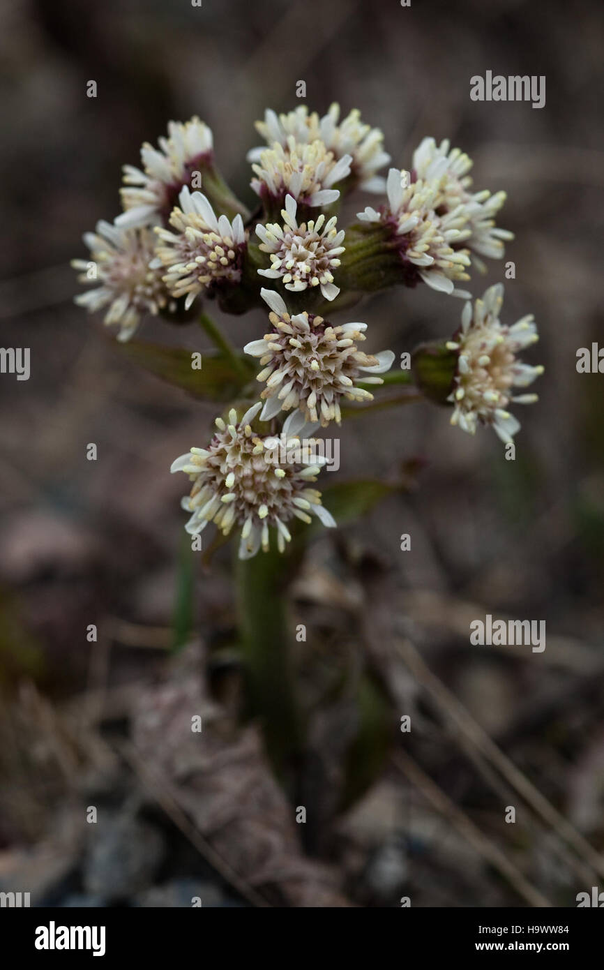 Le Coltsfoot frigide est une plante robuste trouvée dans le parc national de Denali, connue pour prospérer dans les environnements froids. Il contribue à la diversité de la flore du parc et constitue une source de nourriture pour la faune locale. Banque D'Images