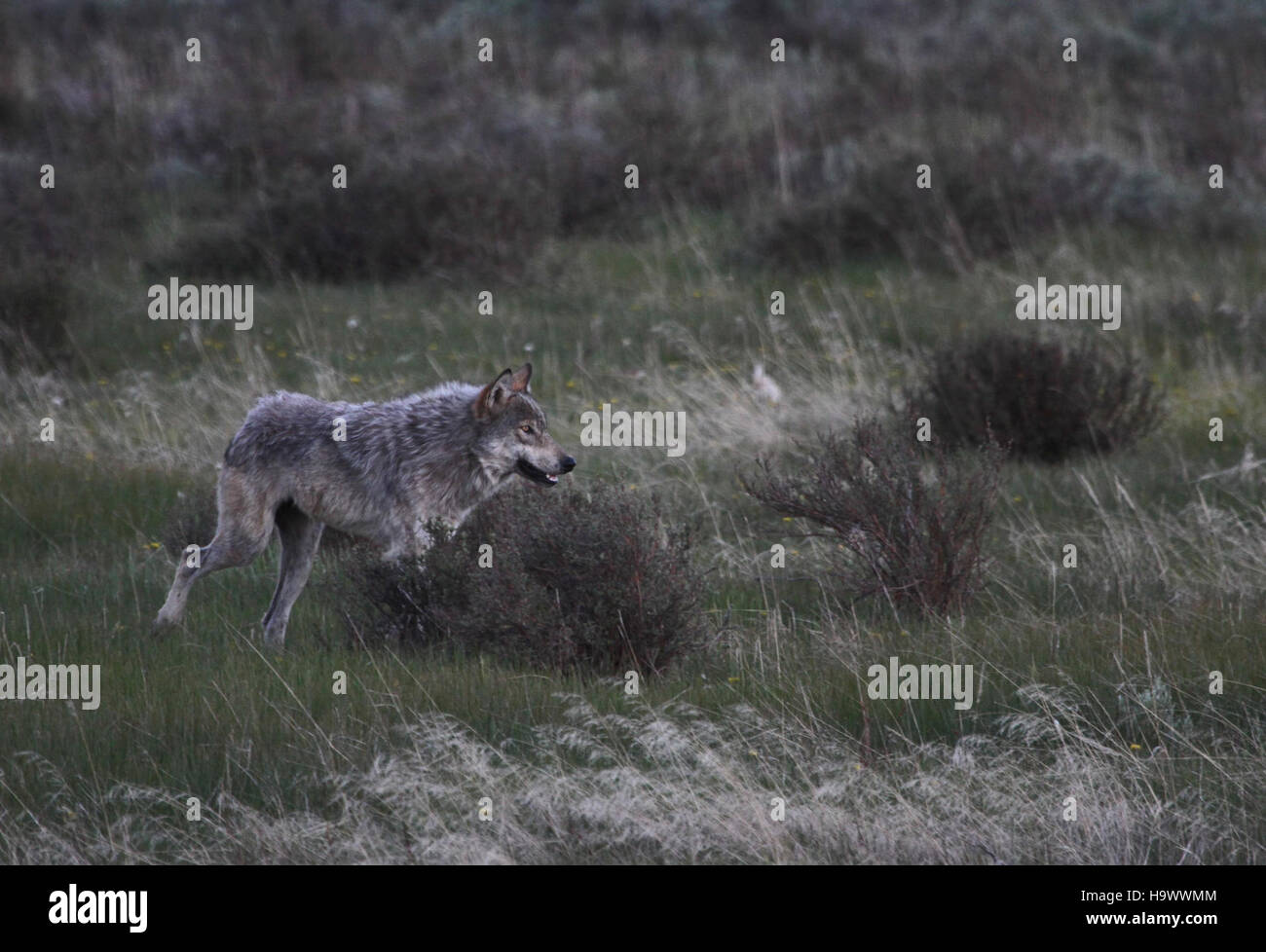 Un loup est capturé en traversant le Swan Lake Flat dans le parc national de Yellowstone. Les divers écosystèmes du parc abritent une variété d'espèces sauvages, les loups étant un prédateur majeur dans le maintien de l'équilibre écologique. Banque D'Images