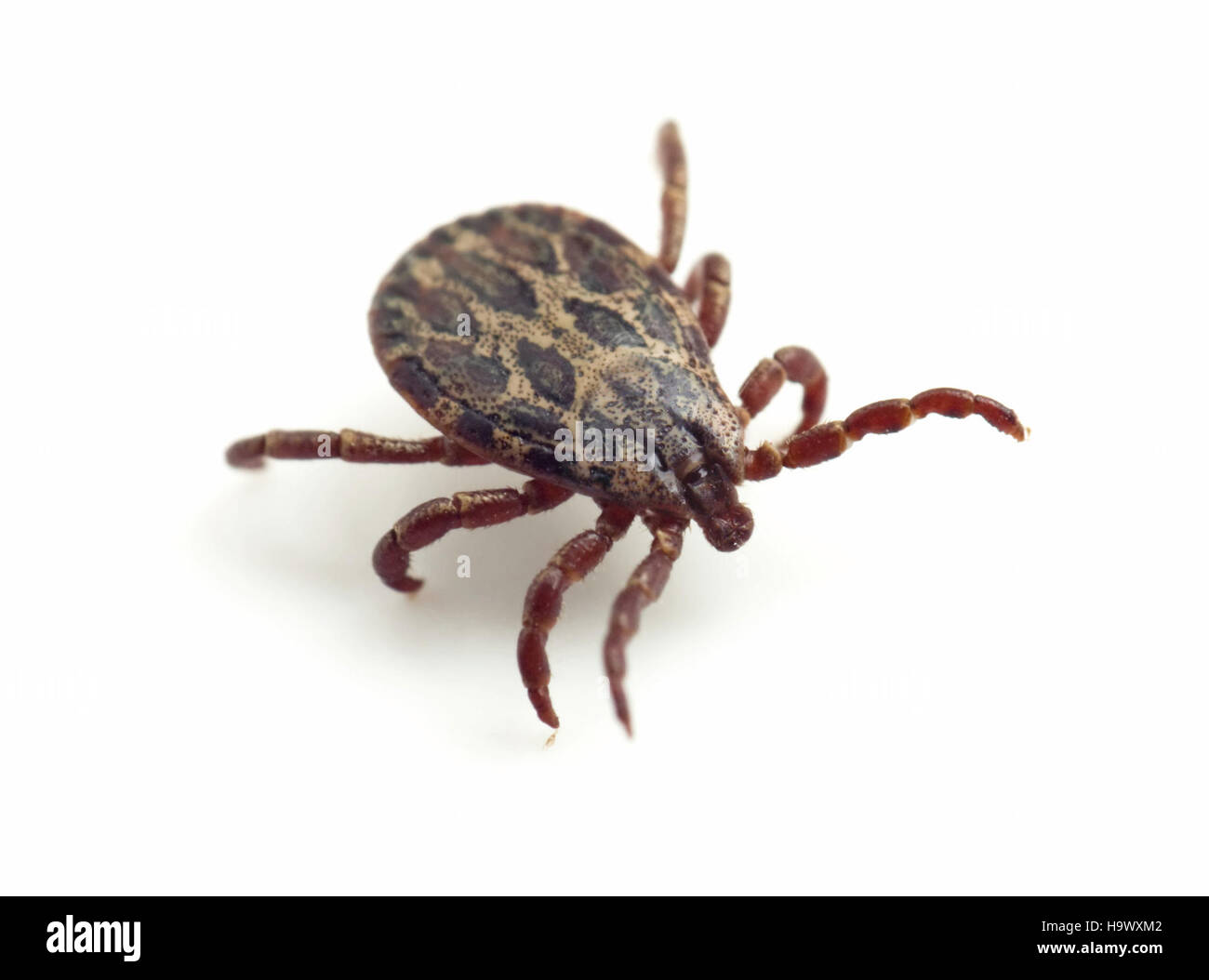 Cette image montre une tique de cerf, un petit arachnide parasite connu pour transmettre la maladie de Lyme et d'autres maladies. La tique du cerf se trouve souvent dans les zones boisées ou herbeuses et est un vecteur important de maladie aux États-Unis, en particulier dans les régions du Nord-est et du Haut-Midwest. Banque D'Images