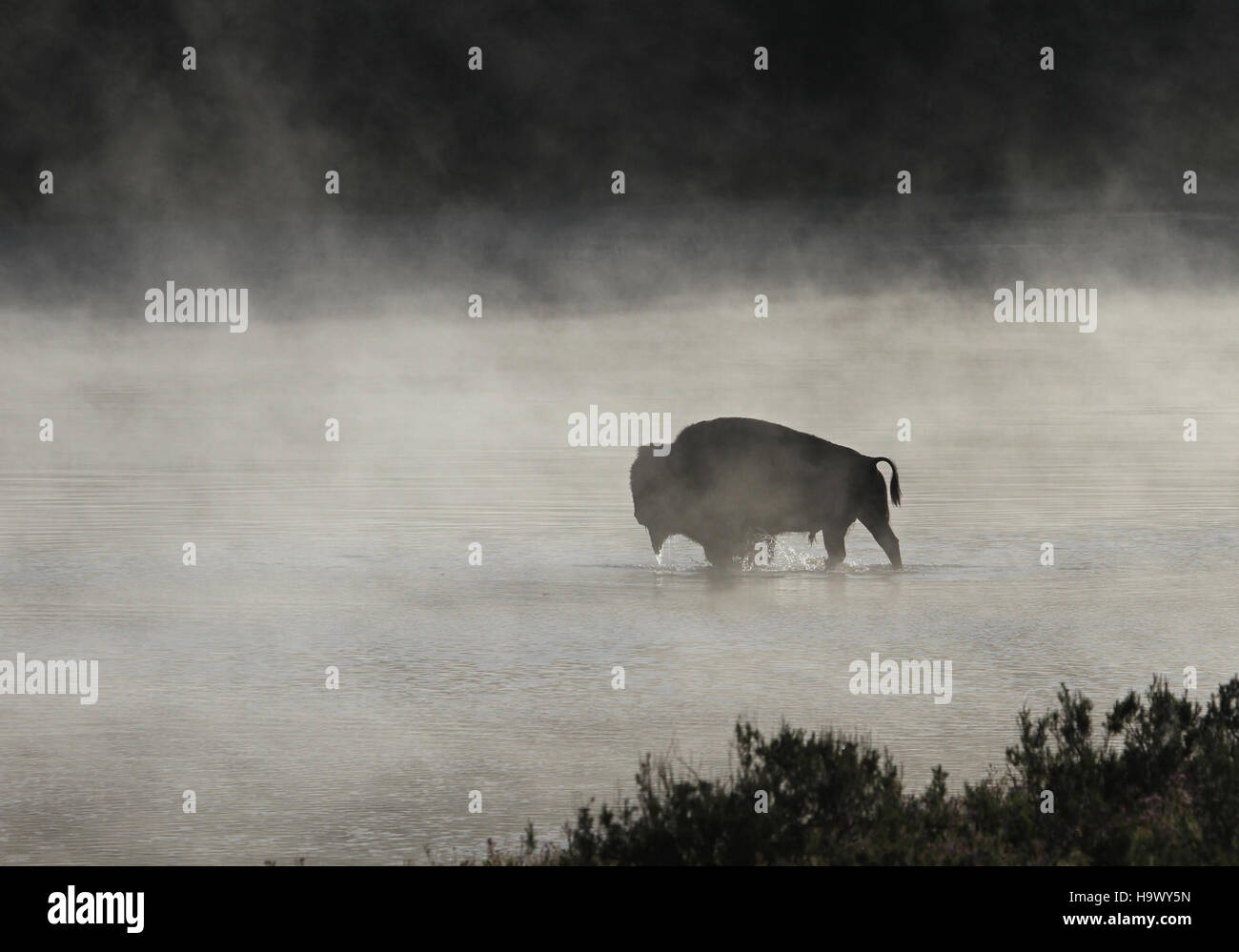 Cette image montre un bison taureau debout dans la rivière Yellowstone. Le bison est un symbole de l’Ouest américain et une figure centrale de l’écosystème faunique diversifié du parc national de Yellowstone. Le parc abrite une importante population de bisons, qui jouent un rôle vital dans son écologie. Banque D'Images