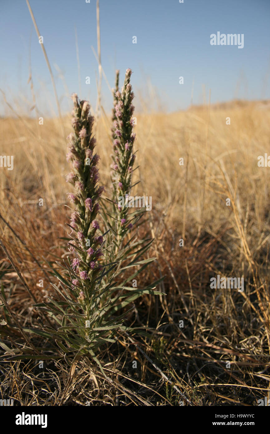 Badlandsnationalpark gayfeather avec 9045628716, Liatris punctata, est un bloomer en fin de saison Banque D'Images