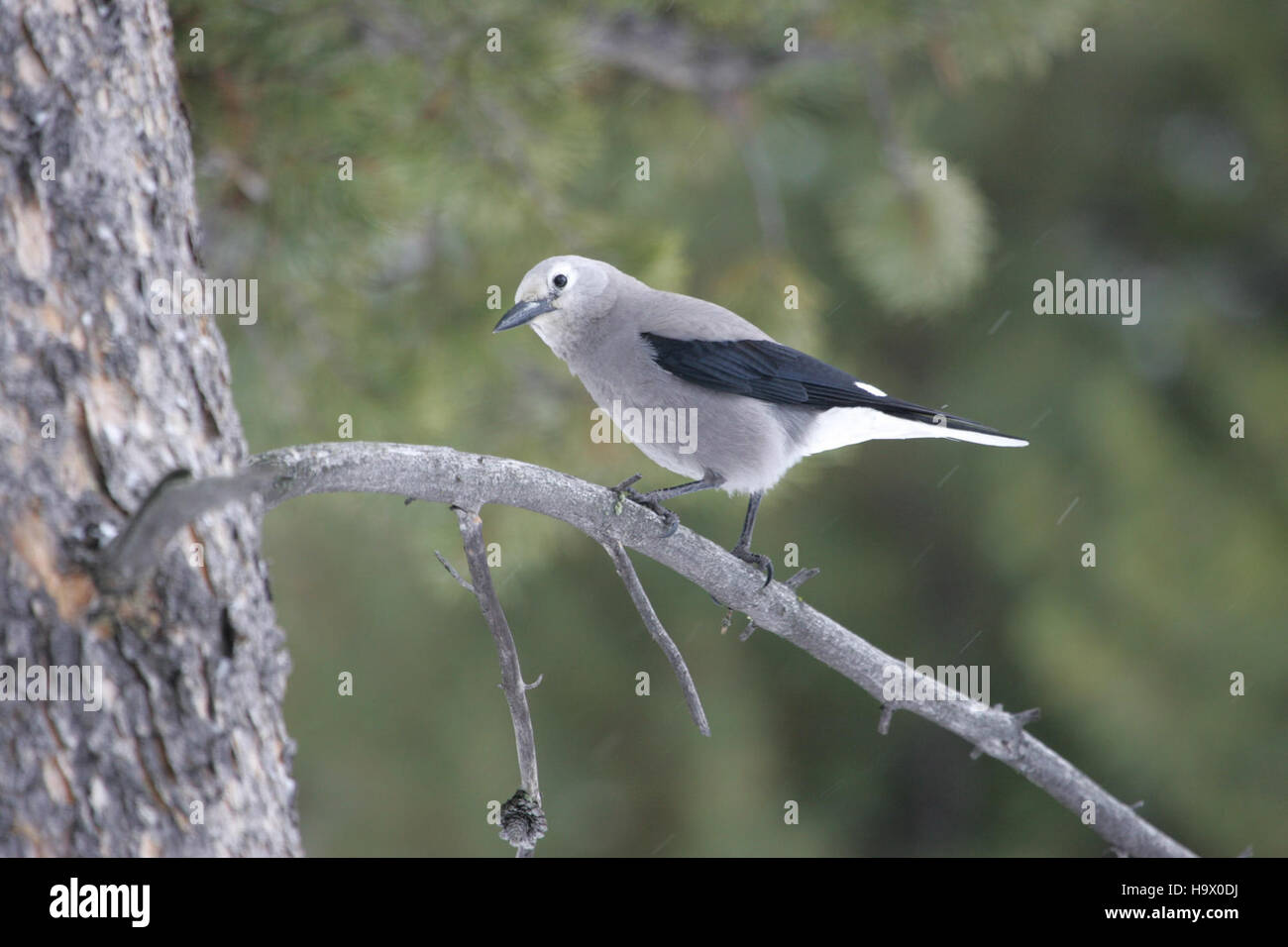 Un casse-noisette de Clark, trouvé dans le parc national de Yellowstone, est une espèce importante pour l'écosystème, souvent impliquée dans la dispersion des graines, ce qui aide à la régénération de la forêt dans le parc. Banque D'Images