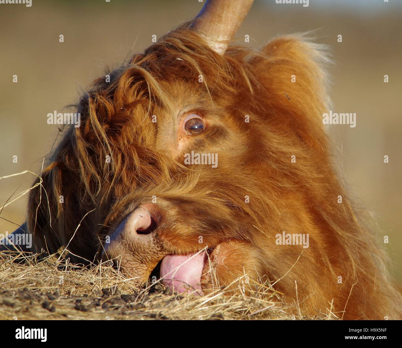Highland cattle paille lécher face Banque D'Images