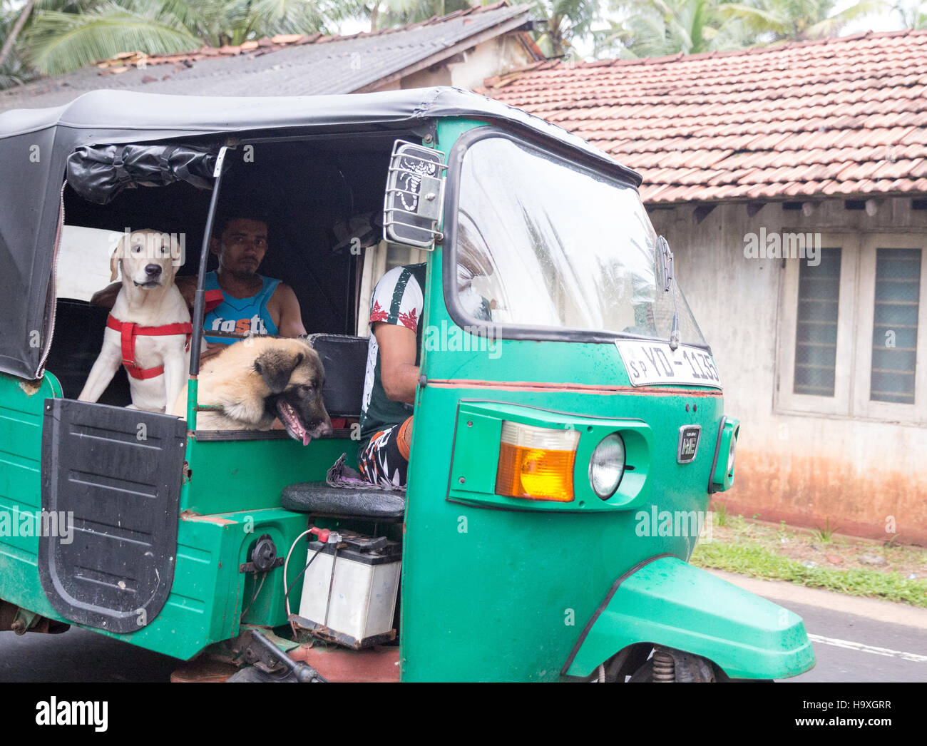 Tuc Tuc avec les chiens en tant que passagers Sud Sri Lanka Banque D'Images