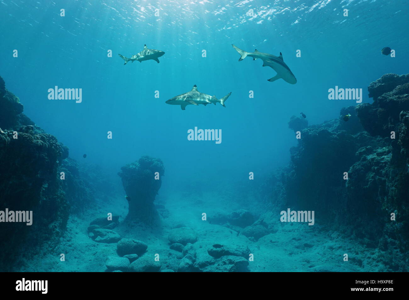 Requin Mer Requins rock Banque de photographies et d’images à haute résolution - Alamy