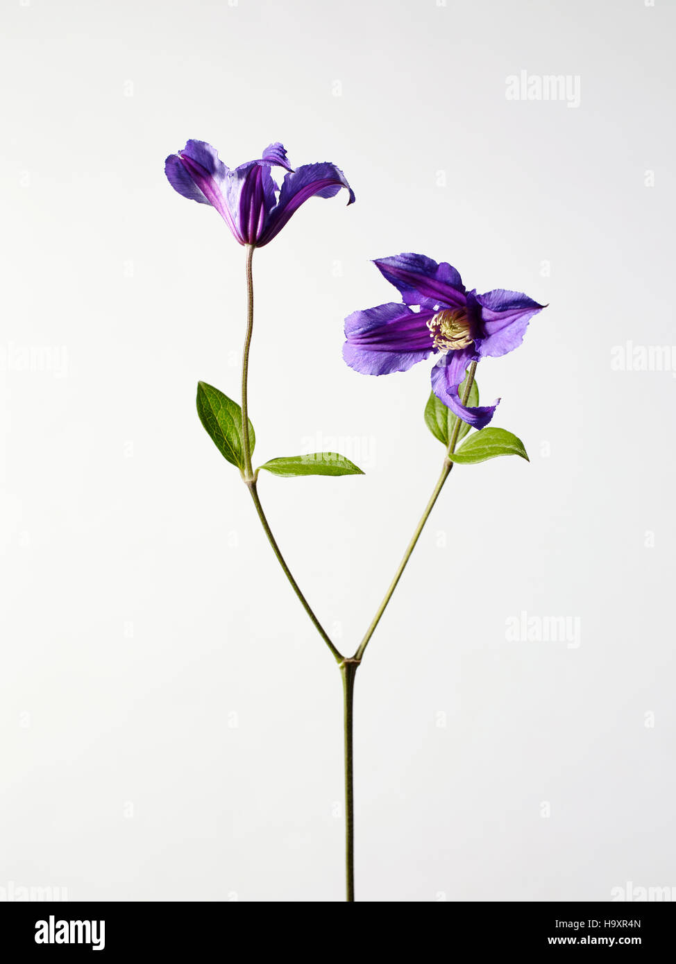 Still Life studio photographie de fleurs clématite pourpre deux têtes de fleurs, pétales de couleur vive en fleur Banque D'Images