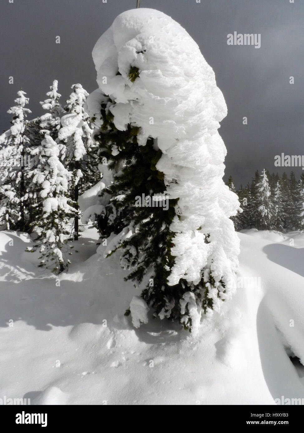 Un arbre couvert de neige et de glace au Norris Geyser Basin dans le parc national de Yellowstone, qui met en valeur la beauté hivernale des caractéristiques géothermiques et des paysages uniques du parc. Banque D'Images