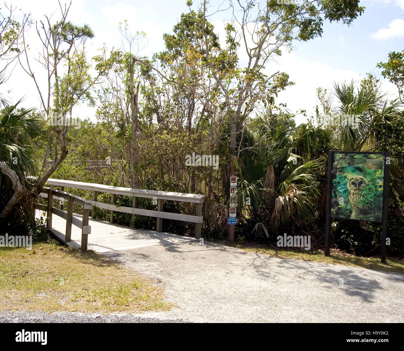 La promenade en acajou Hammock dans le parc national des Everglades offre aux visiteurs une façon unique d'explorer l'écosystème tropical des hamacs en bois feuillus du parc. La promenade minimise l'impact humain tout en donnant accès à la riche biodiversité de la région. Banque D'Images