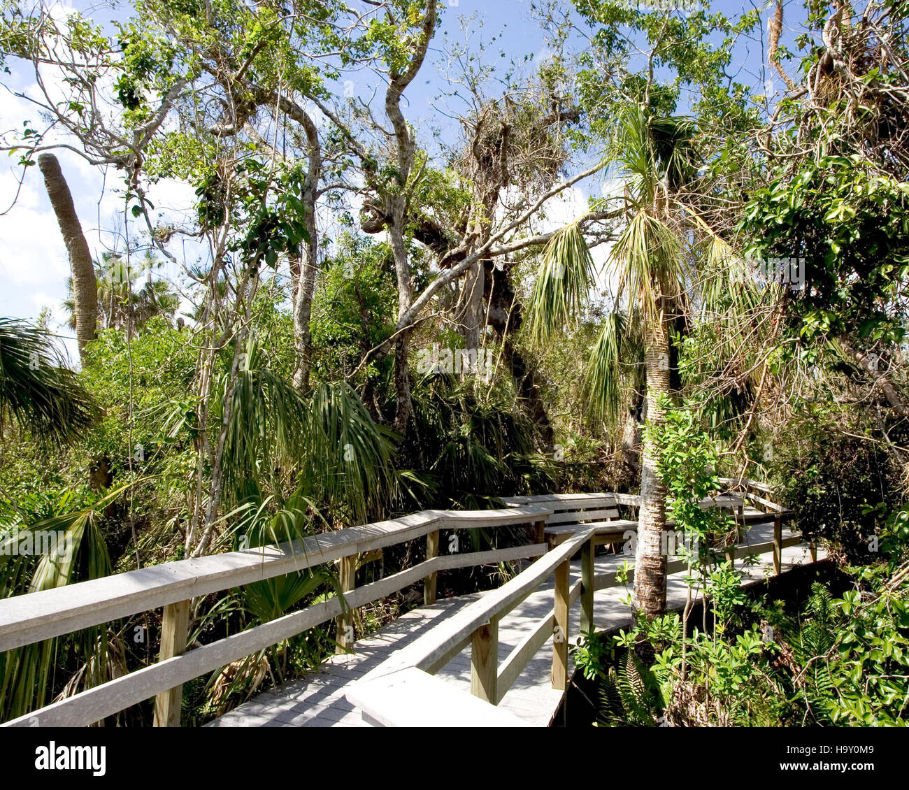 La promenade en acajou Hammock dans le parc national des Everglades offre aux visiteurs une vue sur l'écosystème unique des zones humides. La promenade est entourée par la riche biodiversité du parc, avec des forêts de mangroves et une faune diversifiée, offrant une expérience éducative sur l’importance de la conservation des zones humides. Banque D'Images