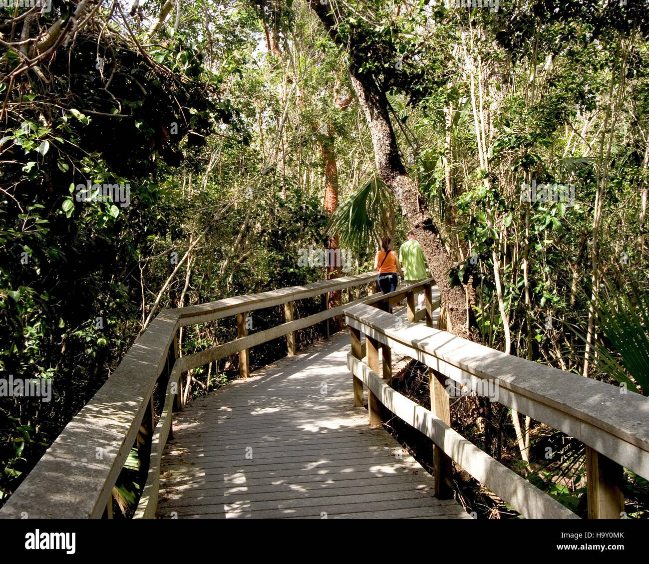 La promenade en acajou Hammock dans le parc national des Everglades offre aux visiteurs la chance d'explorer un riche écosystème de mangroves et de hamacs de feuillus, offrant un accès à diverses espèces végétales et animales. Banque D'Images