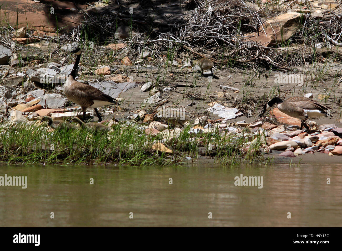 Une vue d'un fossile de dinosaure au Dinosaur National Monument, mettant en valeur les riches ressources paléontologiques du parc et son rôle dans l'éducation des visiteurs sur la vie préhistorique. Banque D'Images