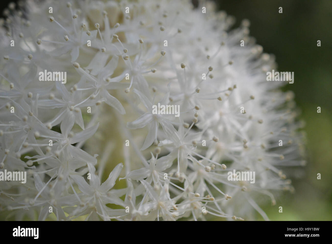 L'herbe à ours (Xerophyllum tenax) est une plante vivace que l'on trouve dans les régions montagneuses des États-Unis, connue pour ses longues feuilles en forme de bandes et ses tiges à fleurs hautes, souvent observées dans des régions comme le parc national des glaciers. Banque D'Images