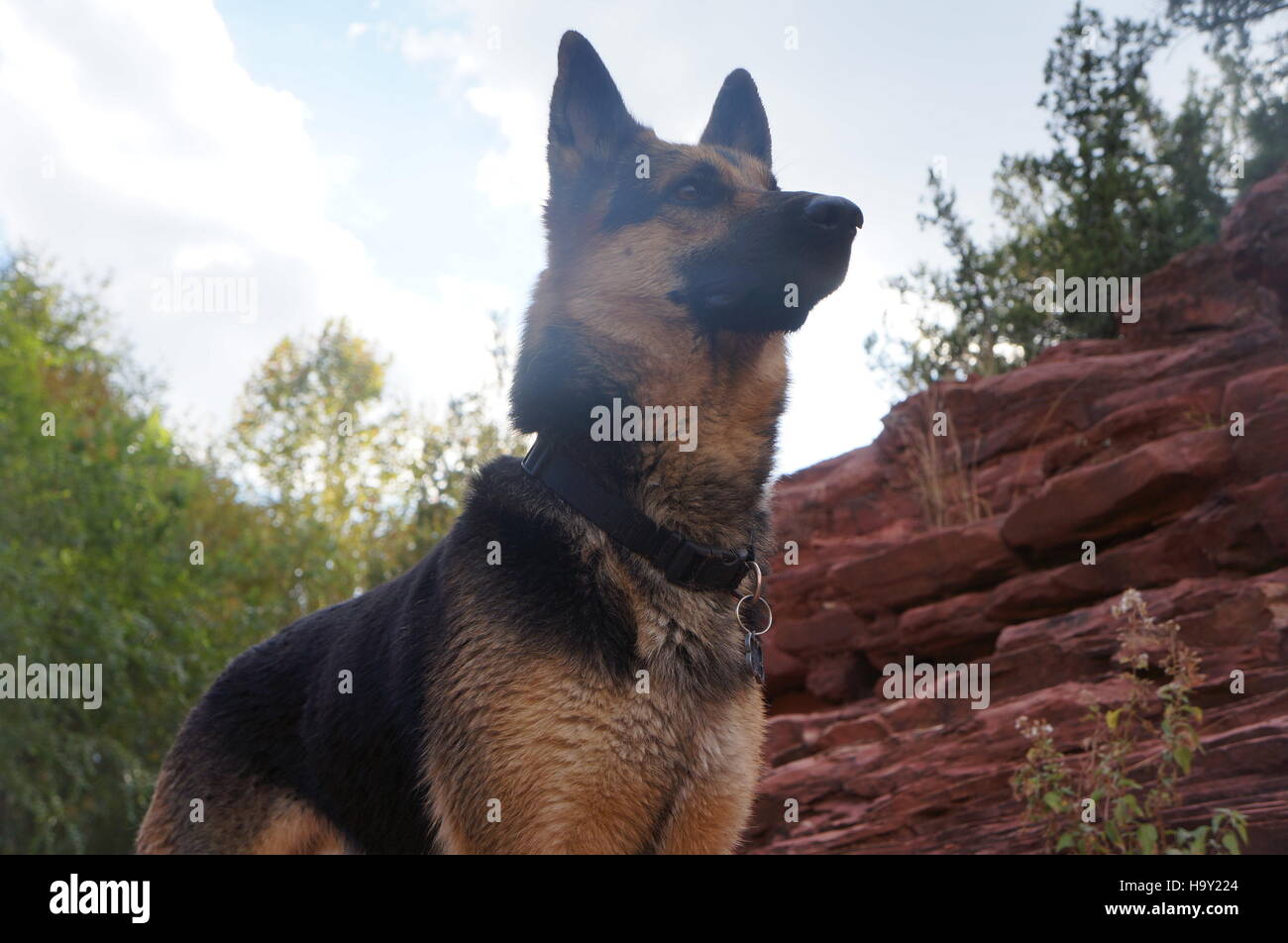 Chien, German Shepard Banque D'Images