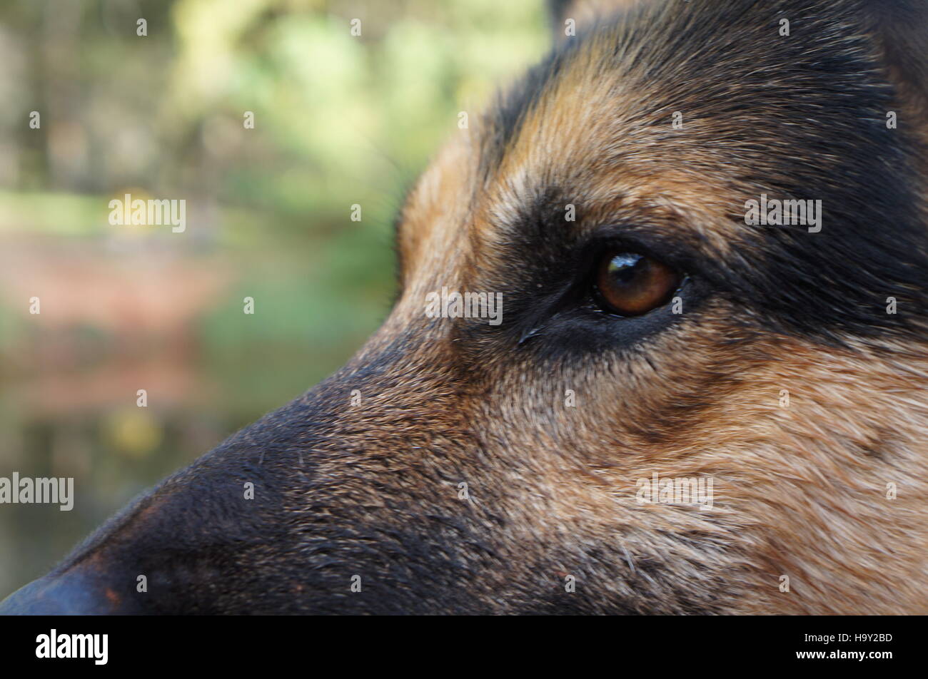 Chien, German Shepard Banque D'Images