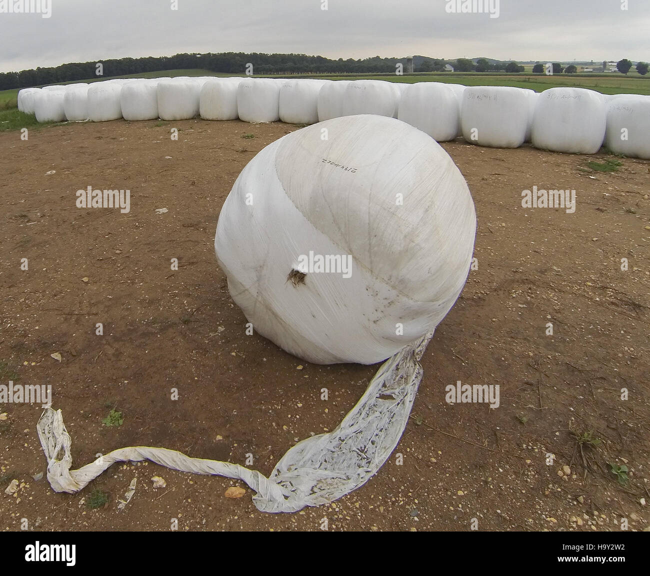 Nick's Organic Farm à Adamstown, MD, produit une variété de produits agricoles biologiques, y compris le foin, le soja, le maïs, la luzerne, et le bétail. La ferme élève également des bovins Black Angus, des vaches de Guernesey et de la volaille, contribuant ainsi aux pratiques agricoles durables dans la région. Banque D'Images