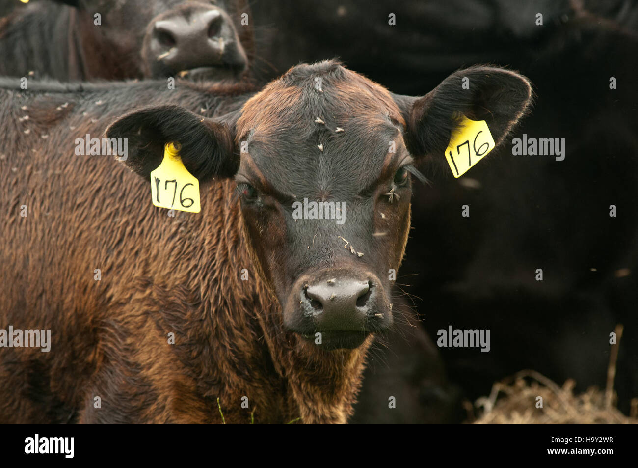 Nick's Organic Farm à Buckeystown, Maryland, offre une variété de produits agricoles biologiques, y compris le foin, le soja, le maïs et le bétail, dans le cadre des programmes de certification de l'USDA soutenant l'agriculture durable. Banque D'Images