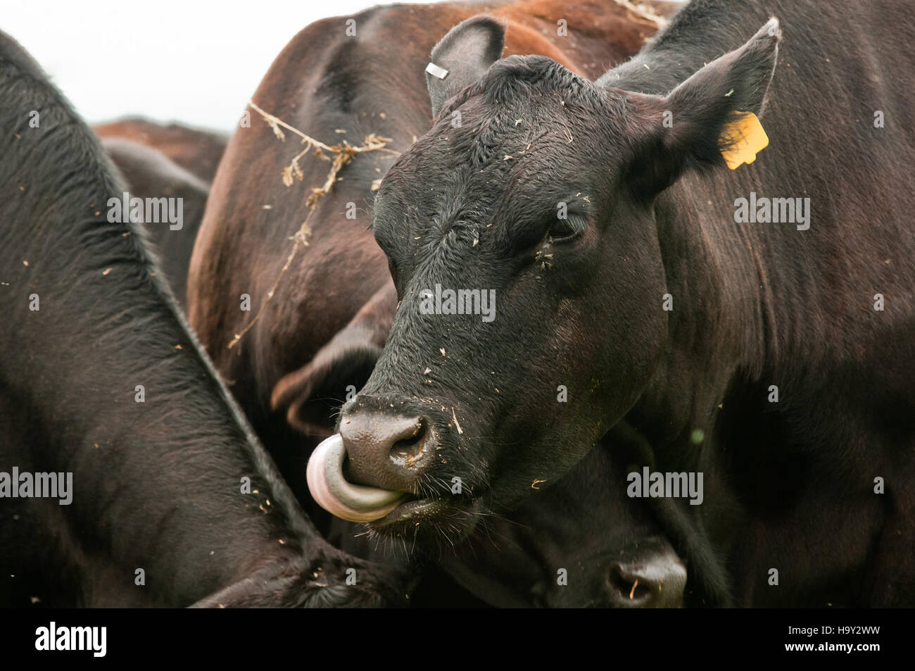 Nick's Organic Farm à Buckeystown, Maryland, produit une variété de produits agricoles biologiques, y compris le foin, le soja, le maïs, la luzerne, et le bétail comme le bétail Black Angus, les vaches de Guernesey et la volaille. La ferme soutient des pratiques agricoles durables. Banque D'Images